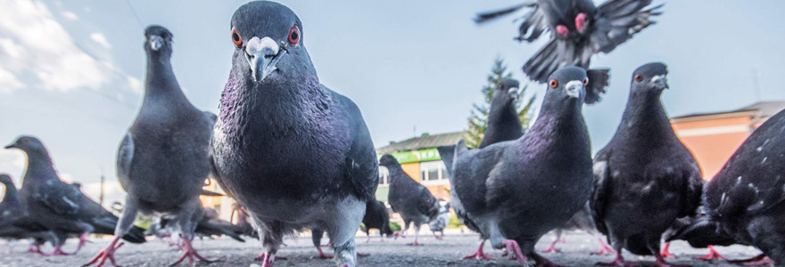 débarrasser des pigeons